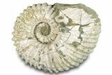 Bumpy Ammonite (Douvilleiceras) Fossil - Madagascar #277195-1